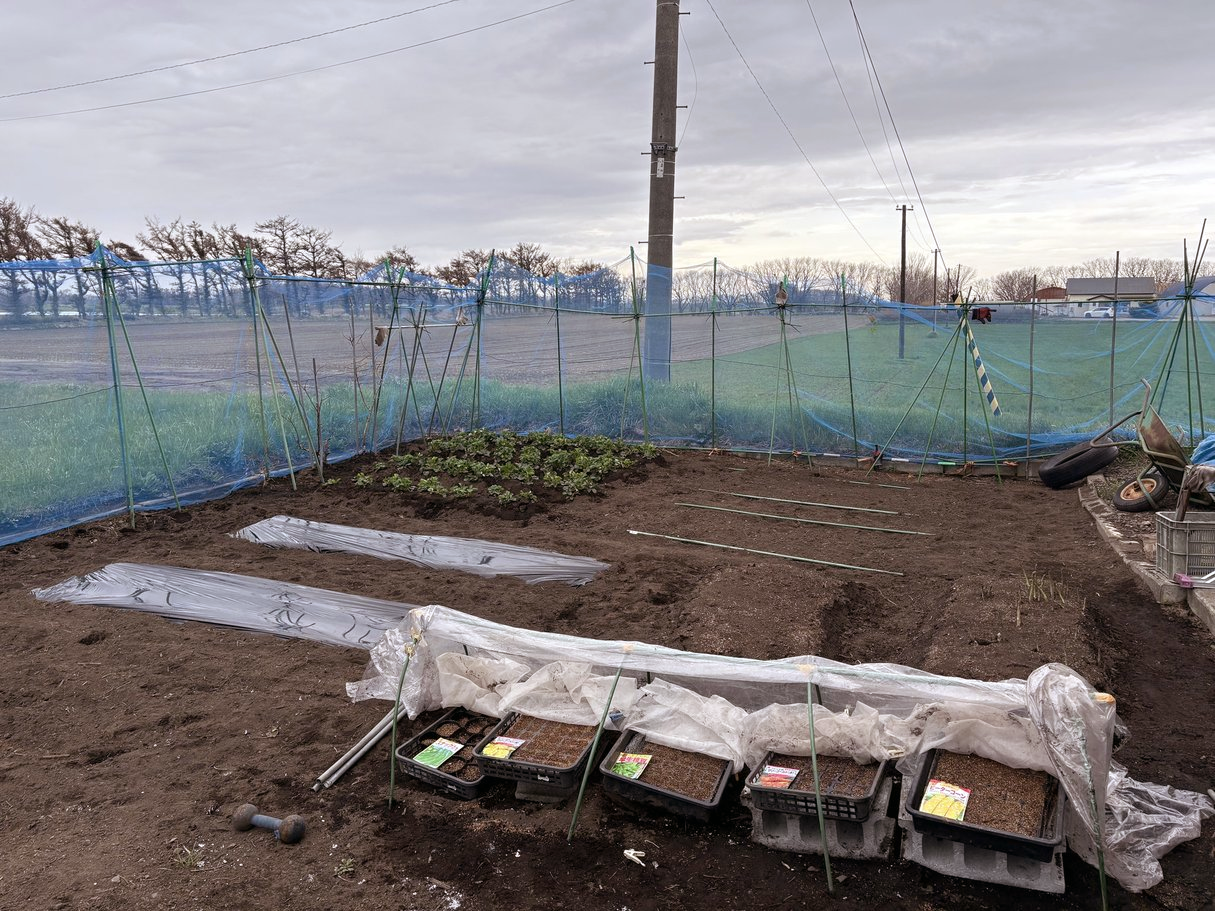 我が家の菜園（2025年5月7日）
