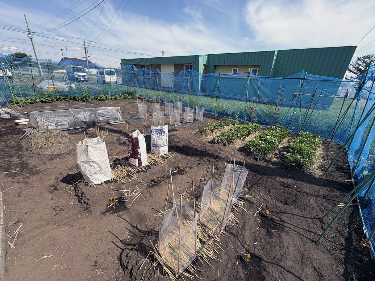 我が家の菜園（2025年5月28日）