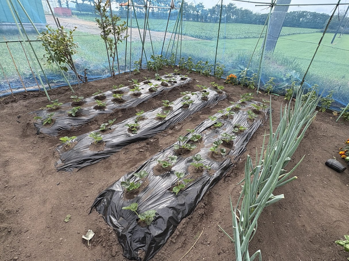 イチゴの定植